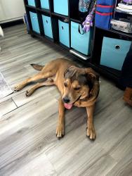 Found/Stray Male Dog last seen Atherstone St. Spring, TX, Fox Run Neighborhood, Spring, TX 77386