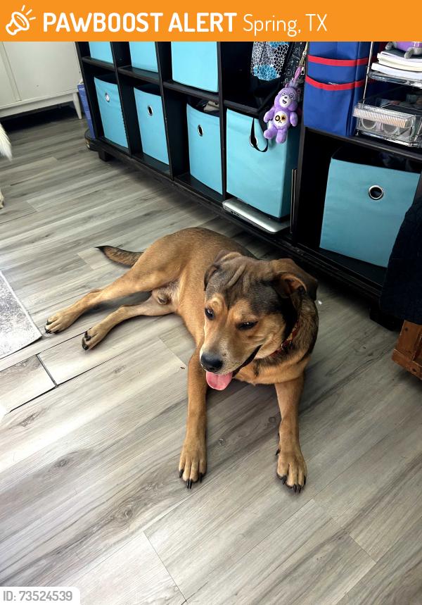 Found/Stray Male Dog last seen Atherstone St. Spring, TX, Fox Run Neighborhood, Spring, TX 77386