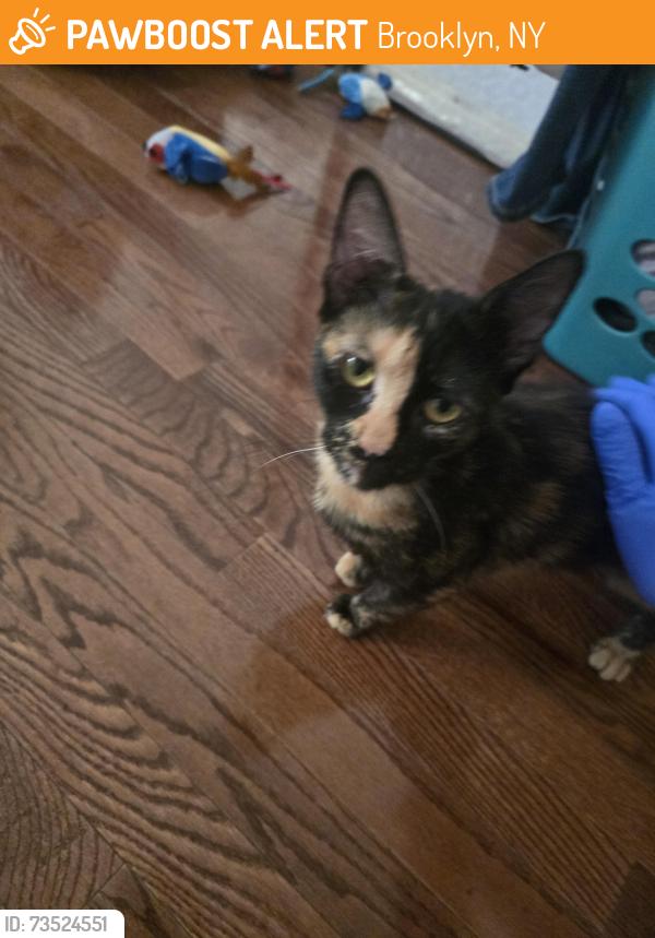 Found/Stray Unknown Cat last seen blake ave, Brooklyn, NY 11208