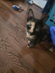 Found/Stray Unknown Cat last seen blake ave, Brooklyn, NY 11208