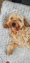 Reunited Male Dog last seen Somerbrook, Kansas City, MO 64157