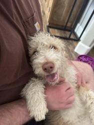 Reunited Male Dog last seen Near W McMillan Rd, Boise, ID 83713, USA, Boise, ID 83713