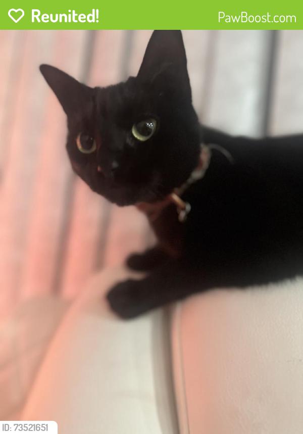 Reunited Female Cat last seen Canongate Ct, San Jose, CA 95121, USA, San Jose, CA 95121