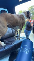 Reunited Female Dog last seen Seen at our hse on sinking cave, Tellico Plains, TN 37385