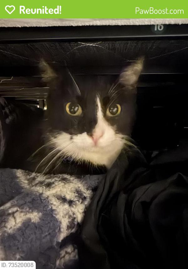 Reunited Male Cat last seen 10th and Jefferson, Eugene, OR 97402