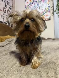 Reunited Male Dog last seen Twin oaks neighborhood near 183rd st, Oklahoma City, OK 73012