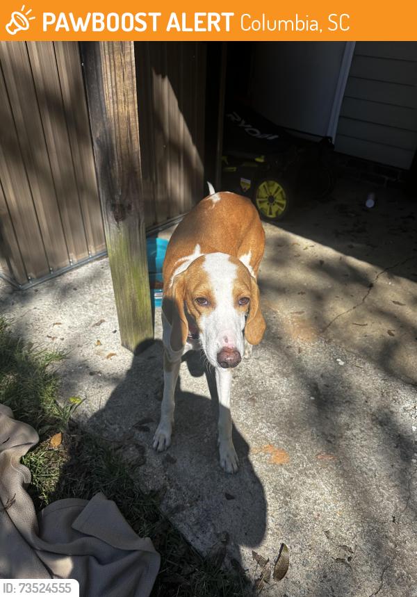 Found/Stray Female Dog last seen SC 48/Bluff Road, Columbia, SC 29205