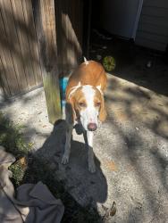Found/Stray Female Dog last seen SC 48/Bluff Road, Columbia, SC 29205