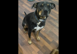 Lost Male Dog last seen 93rd Ave SE, Tumwater, WA. 98501, Olympia, WA 98501