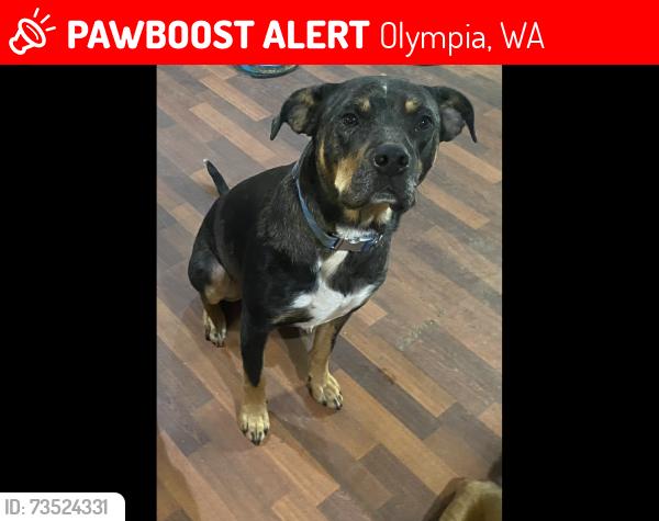 Lost Male Dog last seen 93rd Ave SE, Tumwater, WA. 98501, Olympia, WA 98501