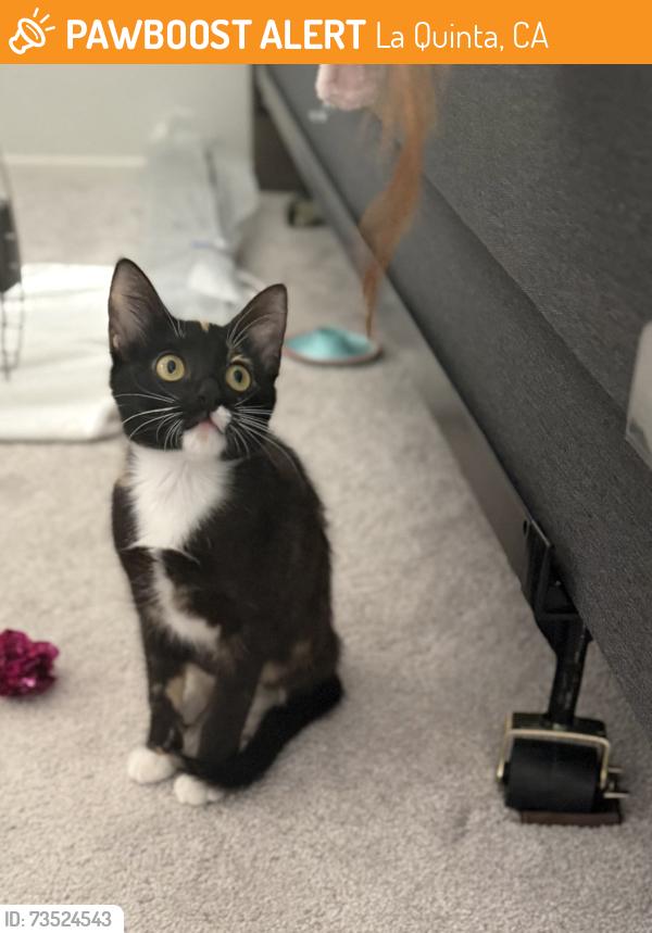 Found/Stray Female Cat last seen Adams & Victoria, La Quinta, CA 92253