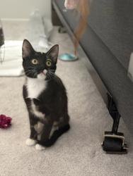 Found/Stray Female Cat last seen Adams & Victoria, La Quinta, CA 92253