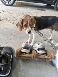 Reunited Unknown Dog last seen Lyman / Shaker, Shaker Heights, OH 44122