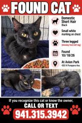 Found/Stray Unknown Cat last seen Near Lockwood Ridge, Sarasota, FL 34237