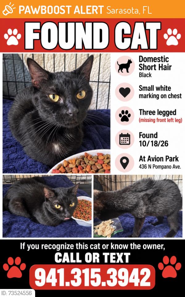 Found/Stray Unknown Cat last seen Near Lockwood Ridge, Sarasota, FL 34237