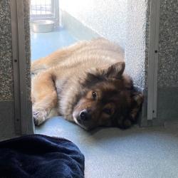 Shelter Stray Unknown Dog last seen , 12910 Yukon Ave, Hawthorne, CA 90250, USA