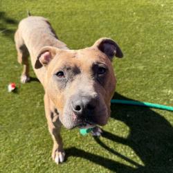 Shelter Stray Male Dog last seen , Animal Care & Control Team of Philly, 111 W Hunting Park Ave, Philadelphia, PA 19140, USA