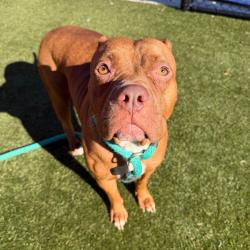 Shelter Stray Female Dog last seen , Animal Care & Control Team of Philly, 111 W Hunting Park Ave, Philadelphia, PA 19140, USA