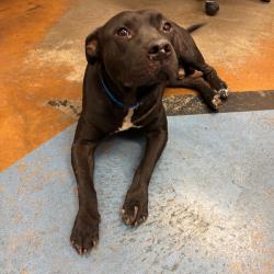 Shelter Stray Male Dog last seen , 2350 Appling City Cove, Memphis, TN 38133, USA