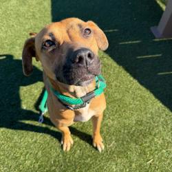 Shelter Stray Female Dog last seen , Animal Care & Control Team of Philly, 111 W Hunting Park Ave, Philadelphia, PA 19140, USA