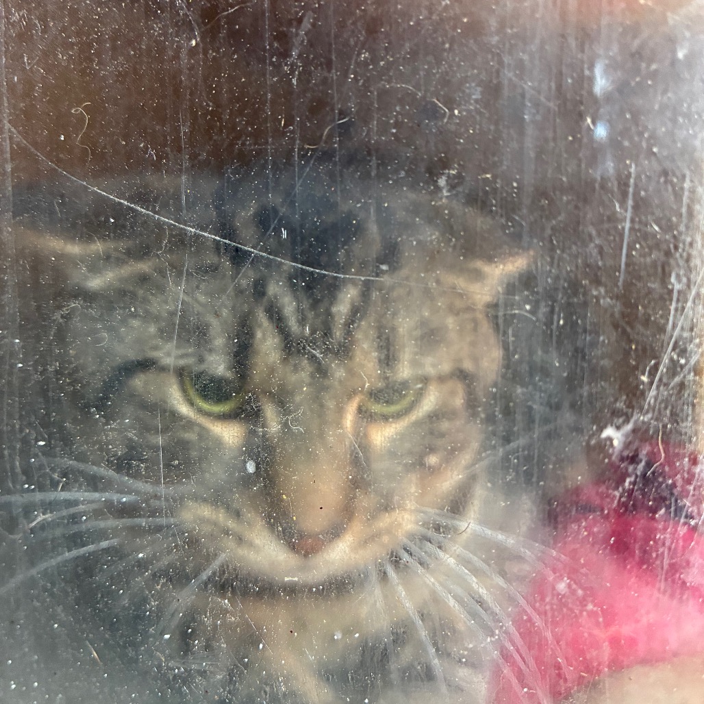 Shelter Stray Male Cat last seen , Animal Care & Control Team of Philly, 111 W Hunting Park Ave, Philadelphia, PA 19140, USA
