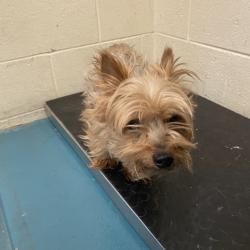 Shelter Stray Male Dog last seen , 2350 Appling City Cove, Memphis, TN 38133, USA