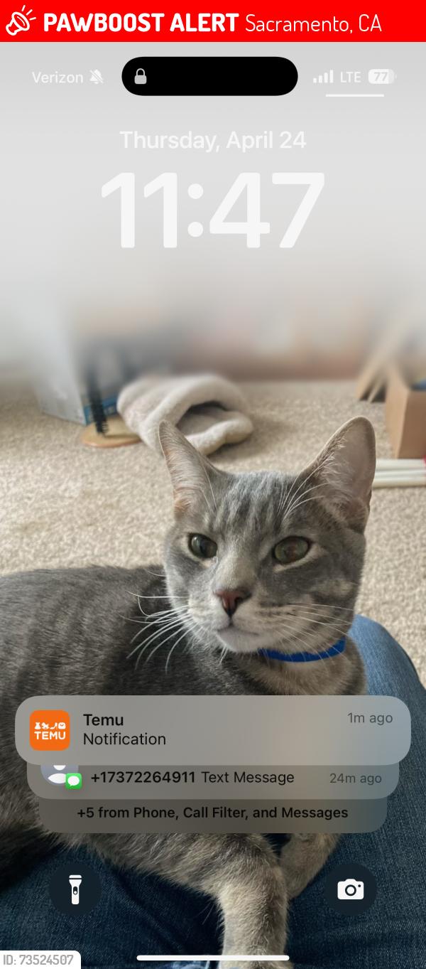 Lost Male Cat last seen Boyce dr and beechnut way, Sacramento, CA 95823