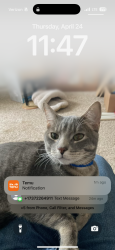 Lost Male Cat last seen Boyce dr and beechnut way, Sacramento, CA 95823
