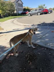 Found/Stray Male Dog last seen Near Ian ct, Stockton, CA 95209
