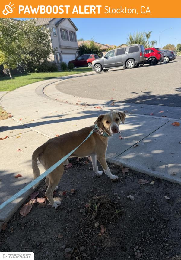 Found/Stray Male Dog last seen Near Ian ct, Stockton, CA 95209