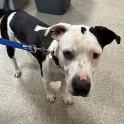 Shelter Stray Male Dog last seen , 8464 Beach Blvd, Jacksonville, FL 32216, USA