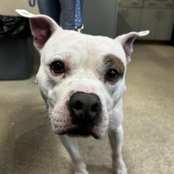 Shelter Stray Male Dog last seen , 8464 Beach Blvd, Jacksonville, FL 32216, USA