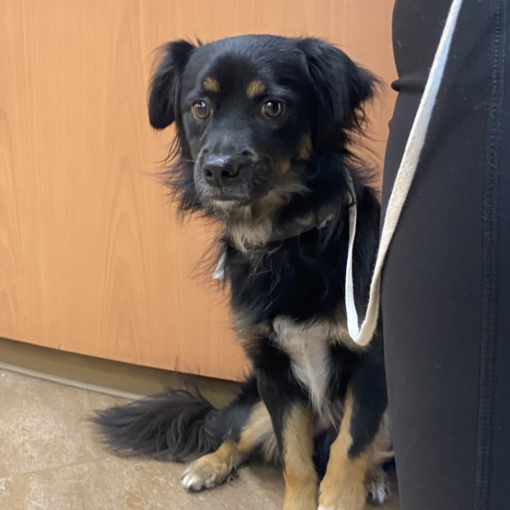 Shelter Stray Unknown Dog last seen , 6621 Westminster Ave, Garden Grove, CA 92844, USA