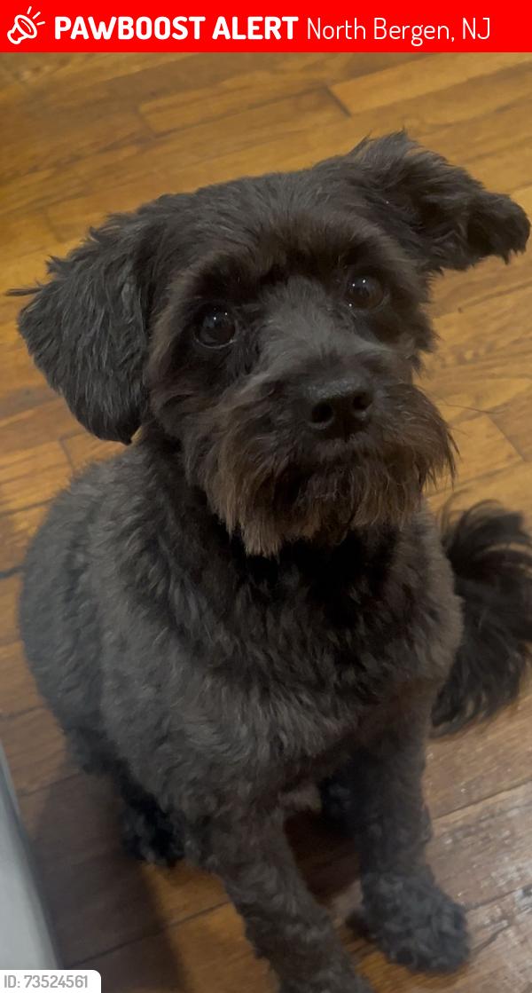 Lost Male Dog last seen bergenline ave , kennedy blvd, North Bergen, NJ 07047