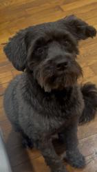 Lost Male Dog last seen bergenline ave , kennedy blvd, North Bergen, NJ 07047