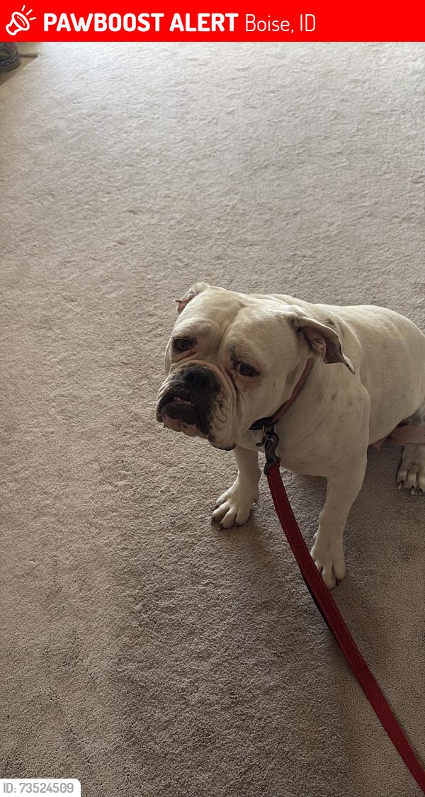 Lost Female Dog last seen Eagle road meadowdale, Boise, ID 83713