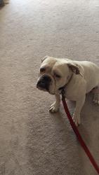 Lost Female Dog last seen Eagle road meadowdale, Boise, ID 83713