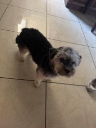 Reunited Male Dog last seen Olive/Mckinley Blackstone, Fresno, CA 93703