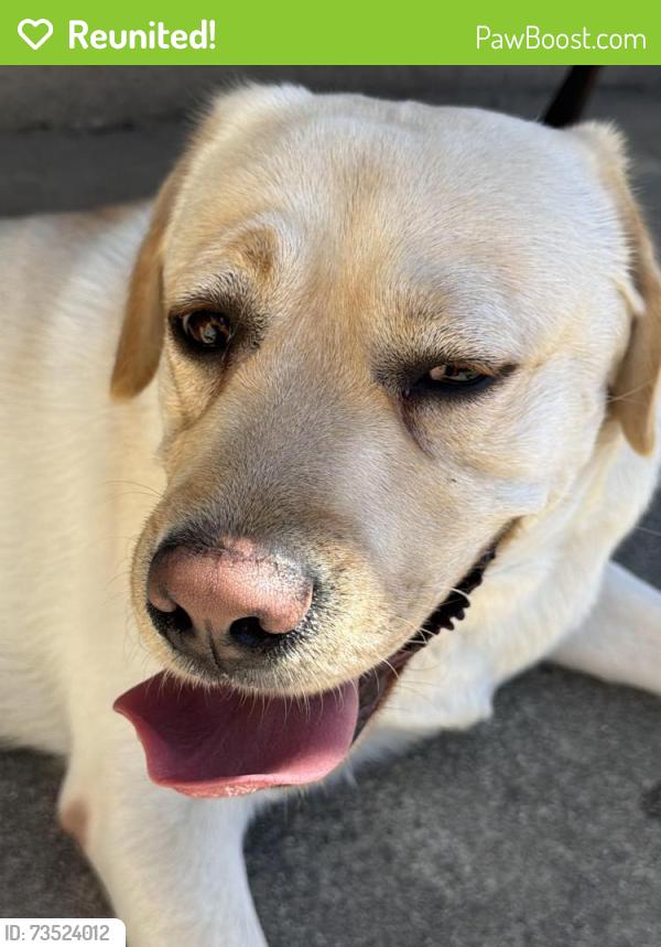 Reunited Male Dog last seen Near cedar way Milpitas ca 95035, Milpitas, CA 95035