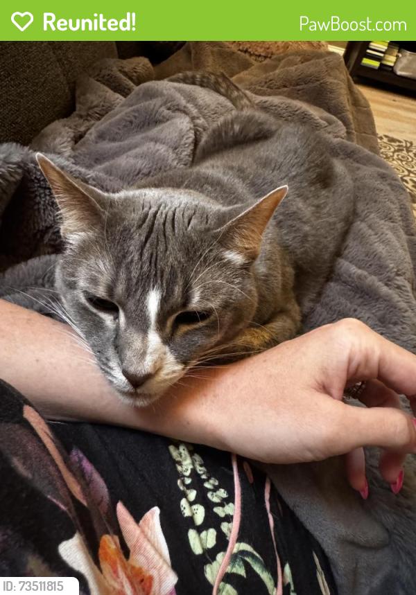 Reunited Female Cat last seen Near Barnsley Dr, Plano, TX 75093