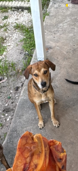 Lost Female Dog last seen 20th and 48th ave w, Bradenton, FL 34207