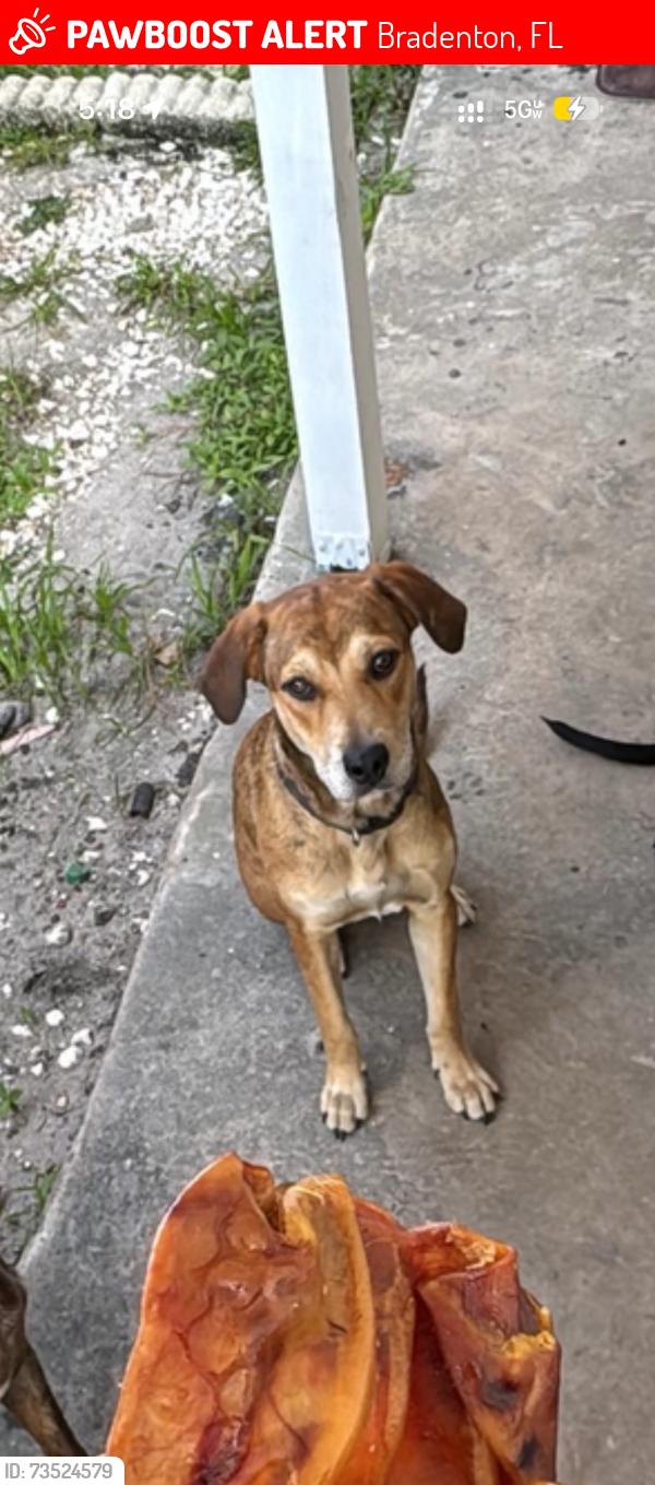 Lost Female Dog last seen 20th and 48th ave w, Bradenton, FL 34207