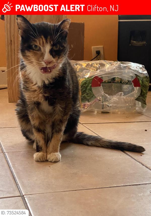 Lost Female Cat last seen Near 3rd Street, Clifton, NJ 07011