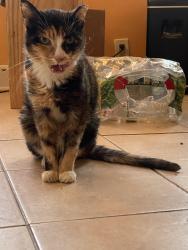 Lost Female Cat last seen Near 3rd Street, Clifton, NJ 07011