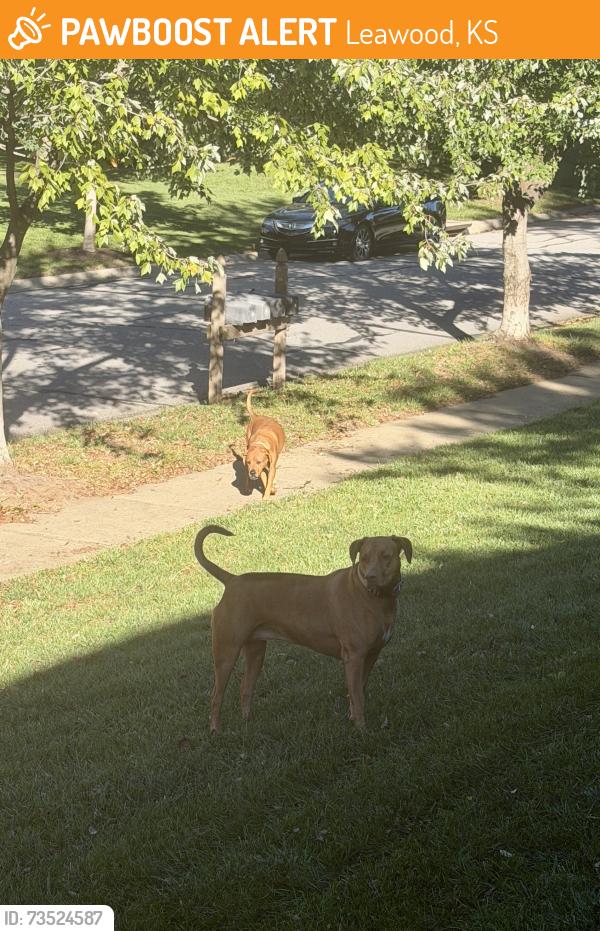 Found/Stray Unknown Dog last seen 121st Terrace and Cherokee St, Leawood, KS 66209