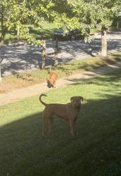 Found/Stray Unknown Dog last seen 121st Terrace and Cherokee St, Leawood, KS 66209