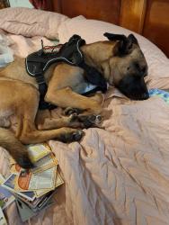 Lost Male Dog last seen 122st pl ne and 51st marysville, Marysville, WA 98271