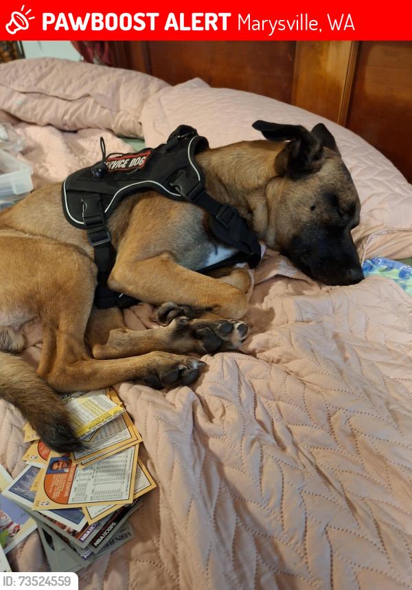 Lost Male Dog last seen 122st pl ne and 51st marysville, Marysville, WA 98271