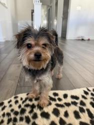 Reunited Male Dog last seen Highway 9, Alpharetta, GA 30009