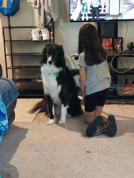 Reunited Male Dog last seen Mur len and E Willow dr, Olathe, KS 66062